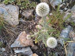 Image of Echinops humilis M. Bieb.