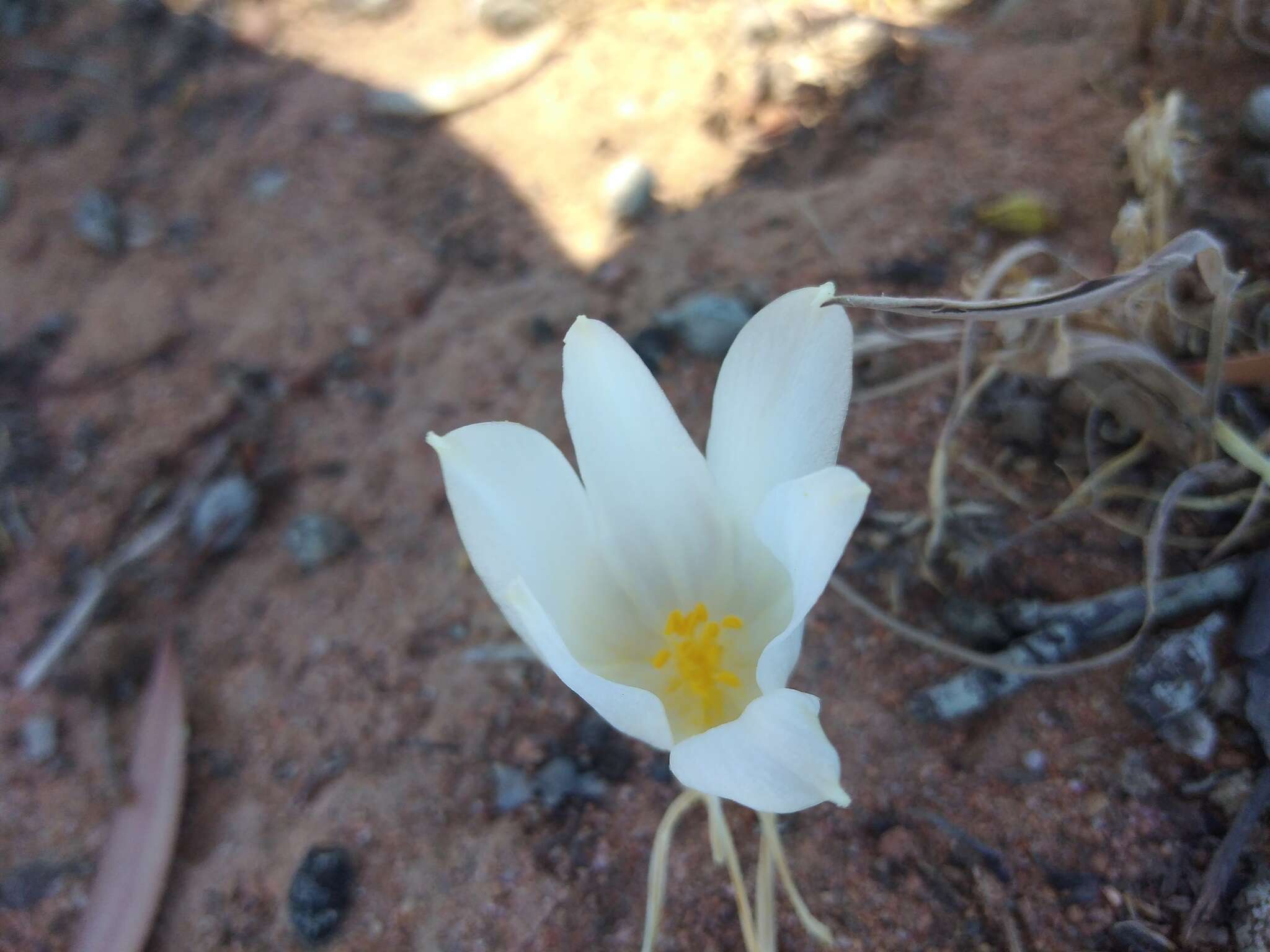 Image of Gethyllis campanulata L. Bolus