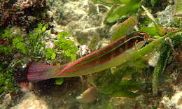 Image of Spot-tail wrasse