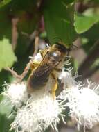 Image of Halictus frontalis Smith 1853