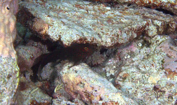 Image of Spotted eye-lash blenny