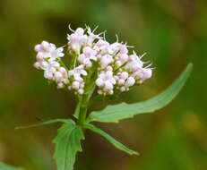 Image of <i>Valeriana tripteris</i>