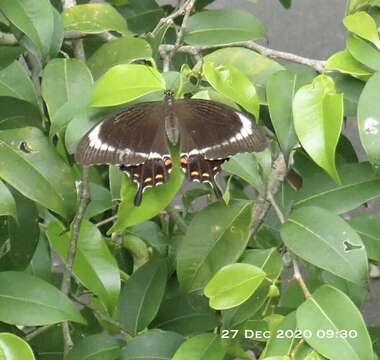 Image of Canopus Swallowtail