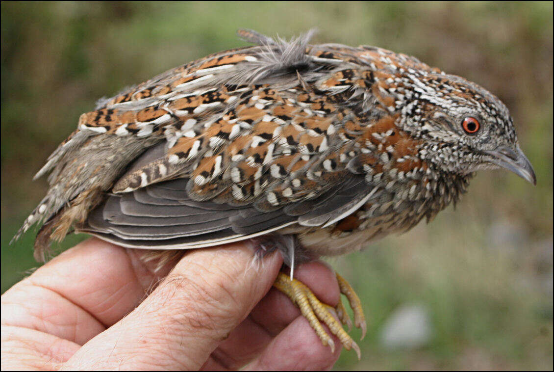 Image of Painted Buttonquail