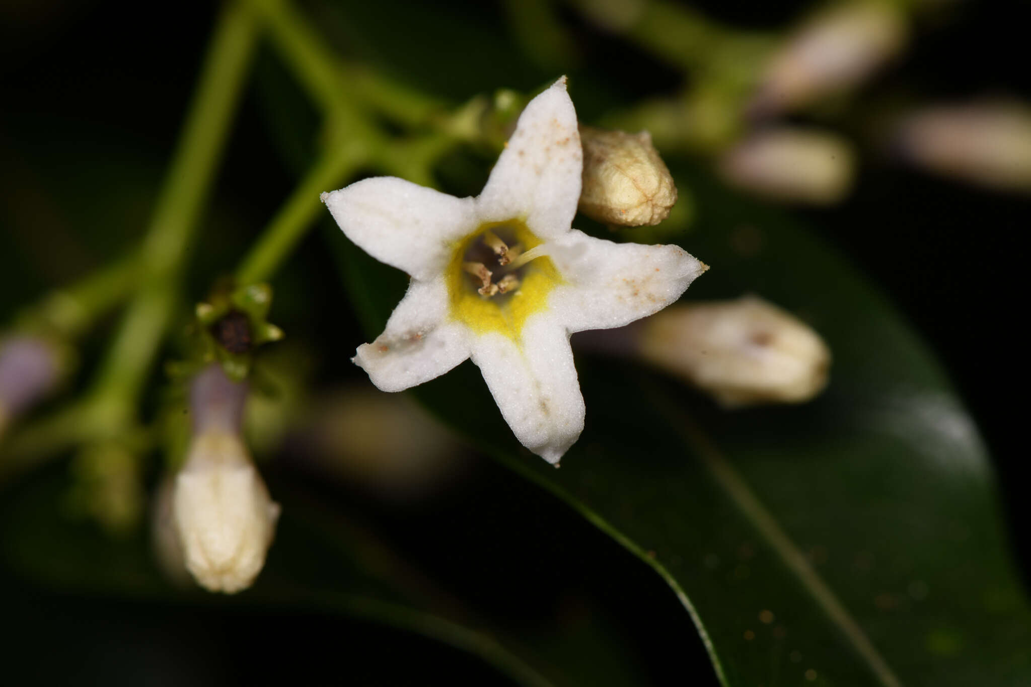 Image of Palicourea salicifolia Standl.