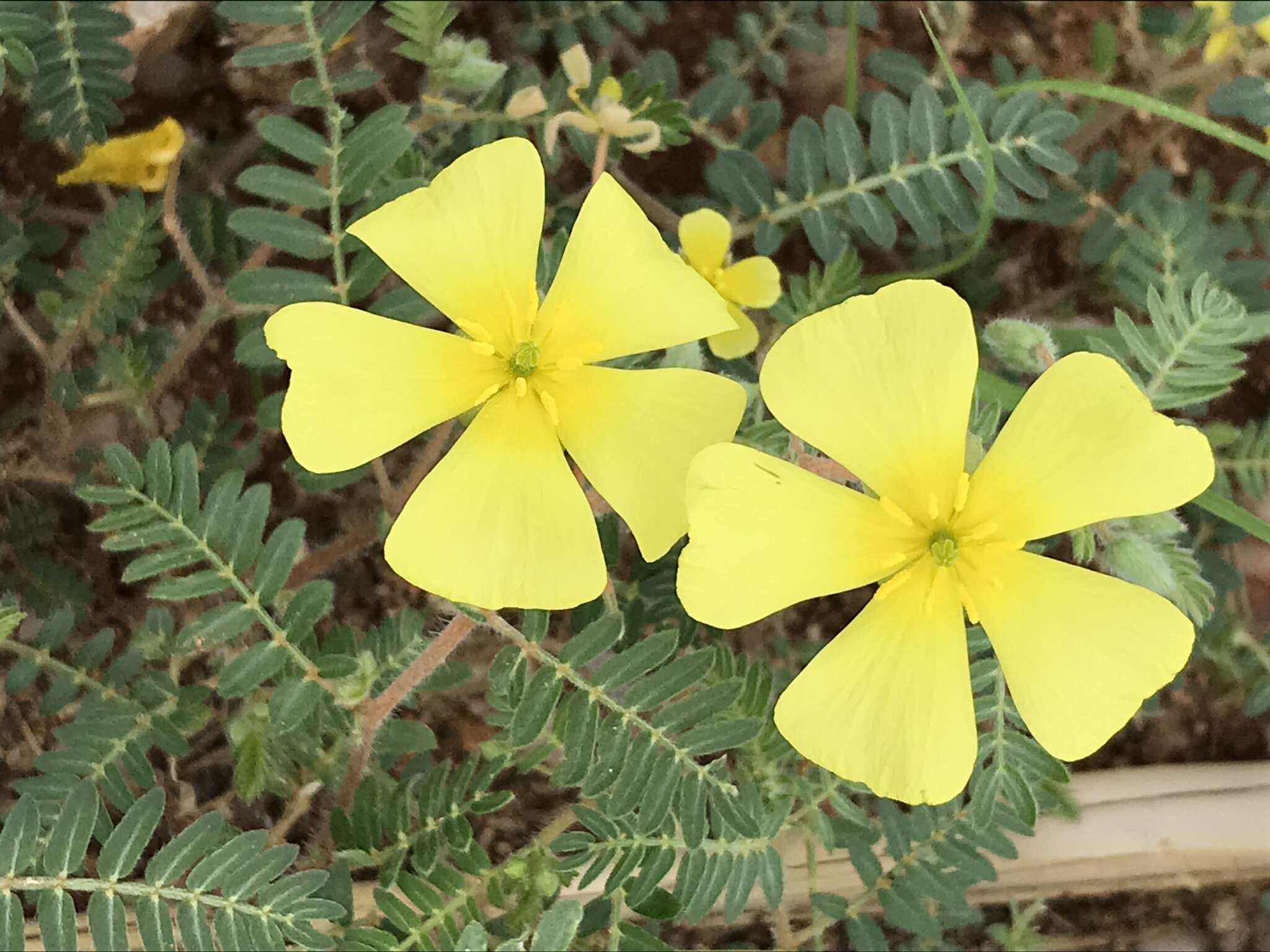 Image of Tribulus pentandrus var. pterophorus (Presl) P. Singh & V. Singh