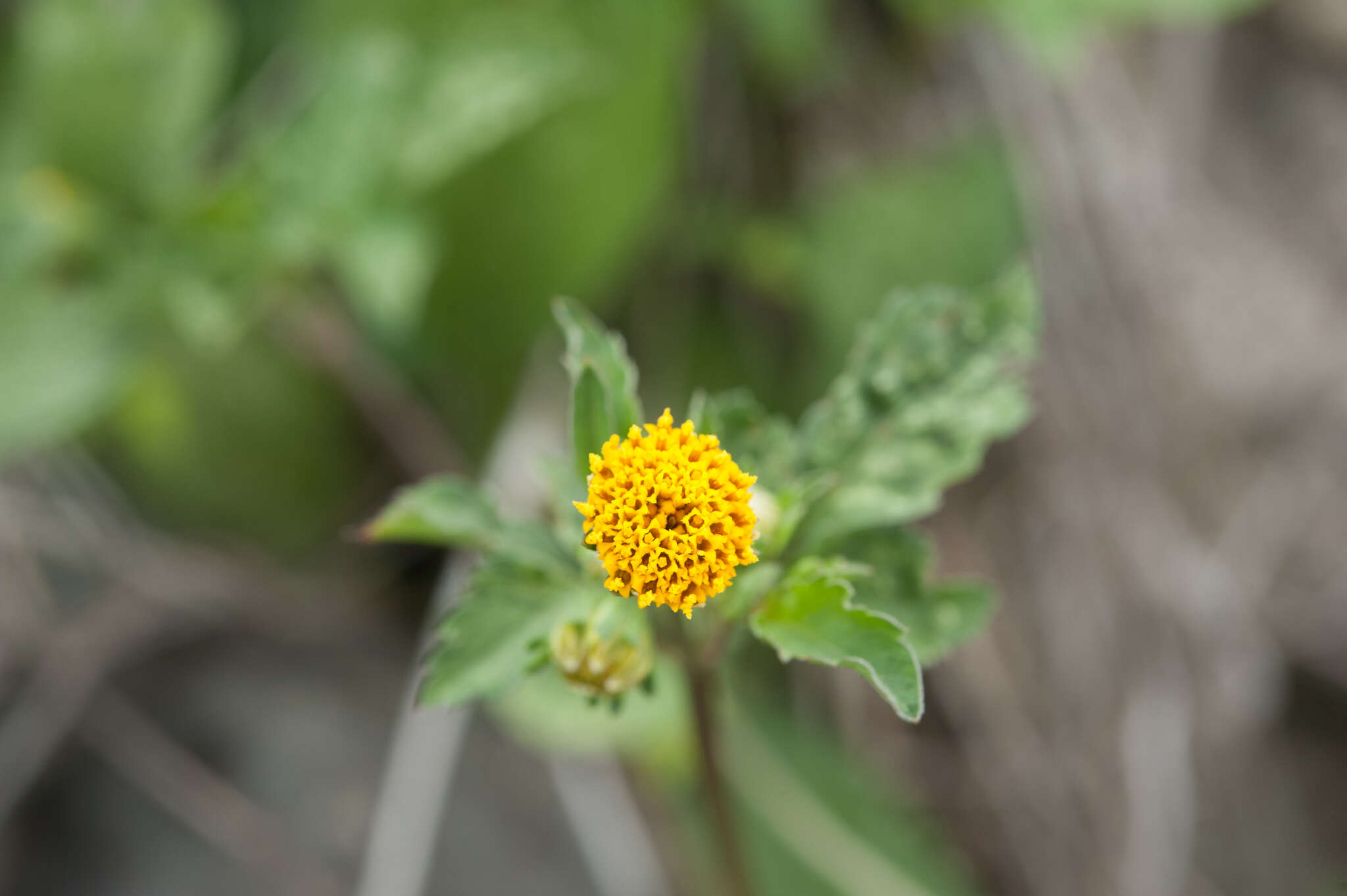 Image of <i>Bidens <i>pilosa</i></i> var. pilosa