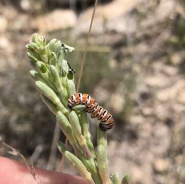 Image of Eupseudomorpha