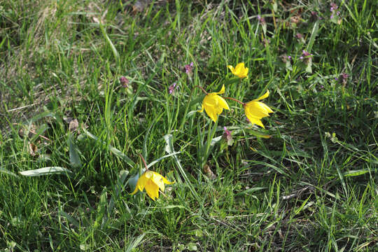 Image of Tulipa sylvestris subsp. sylvestris