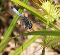 Image of Little Blue Dragonlet