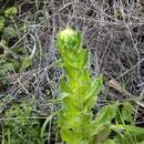 Image of Helichrysum ruderale Hilliard & B. L. Burtt