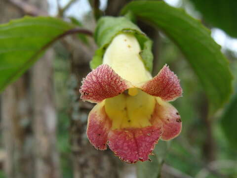 Image of Drymonia serrulata (Jacq.) Mart.