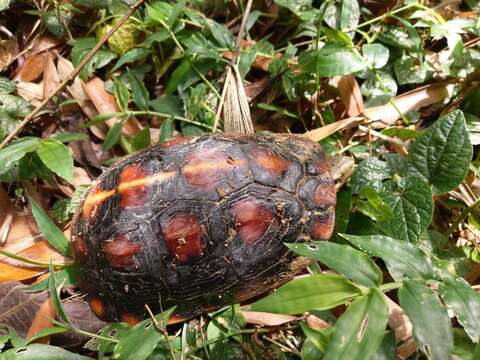 Image of Yellow-margined Box Turtle