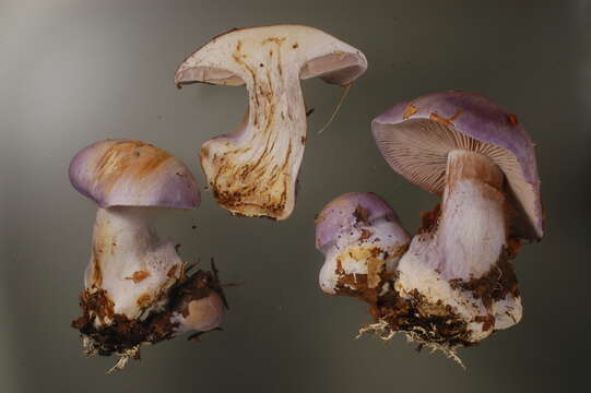 Image of Cortinarius caerulescens (Schaeff.) Fr. 1838