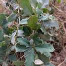 Image of Berberis concinna Hook. fil.