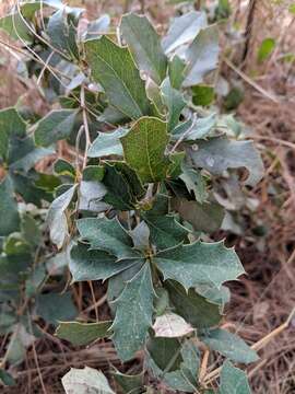 Plancia ëd Berberis concinna Hook. fil.