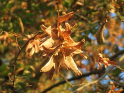 Image of Carpinus betulus L.