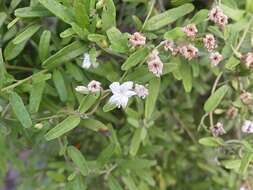 Image of Havana clustervine