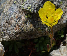 Sivun Saxifraga chrysantha A. Gray kuva