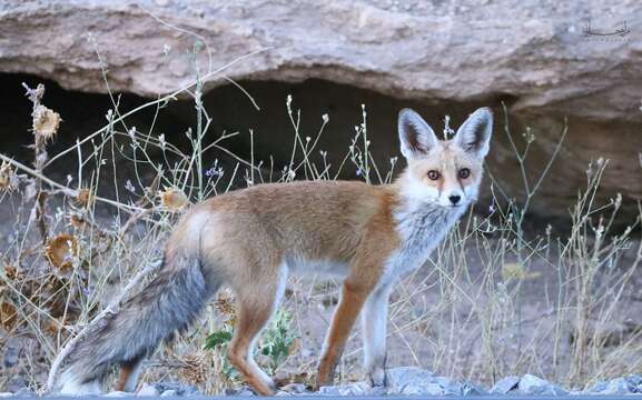 Image of Vulpes vulpes barbara (Shaw 1800)