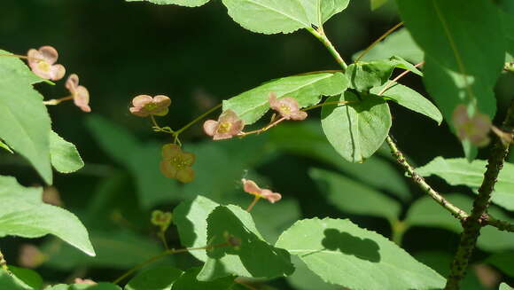 Image de Euonymus verrucosus Scop.