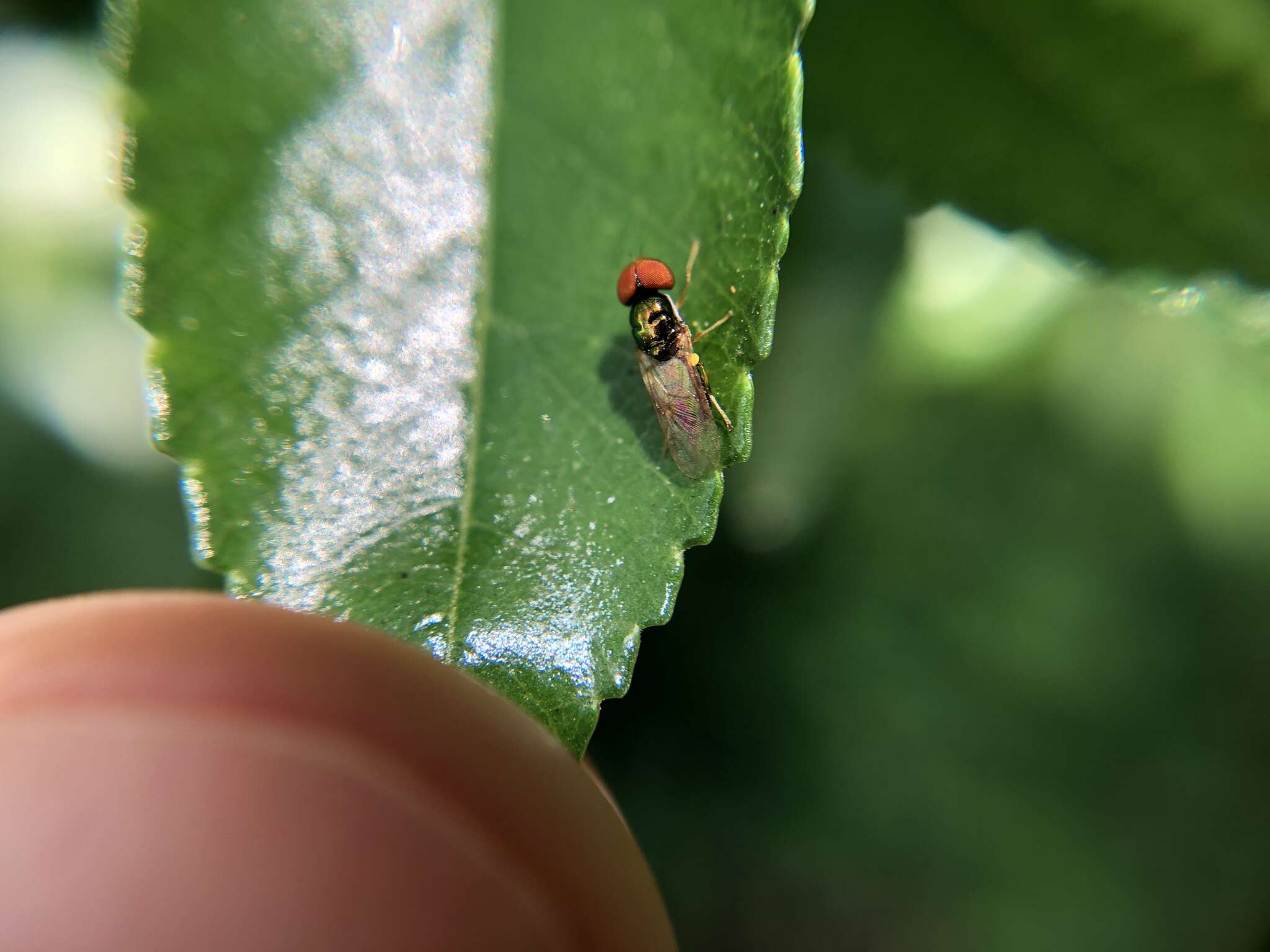 Image of Soldier fly