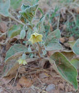 Image de Physalis cinerascens A. S. Hitchcock