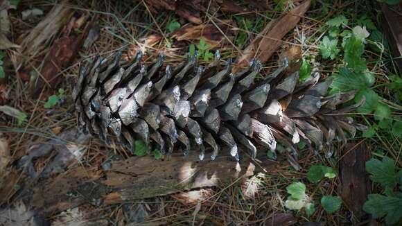 Image of Mexican White Pine