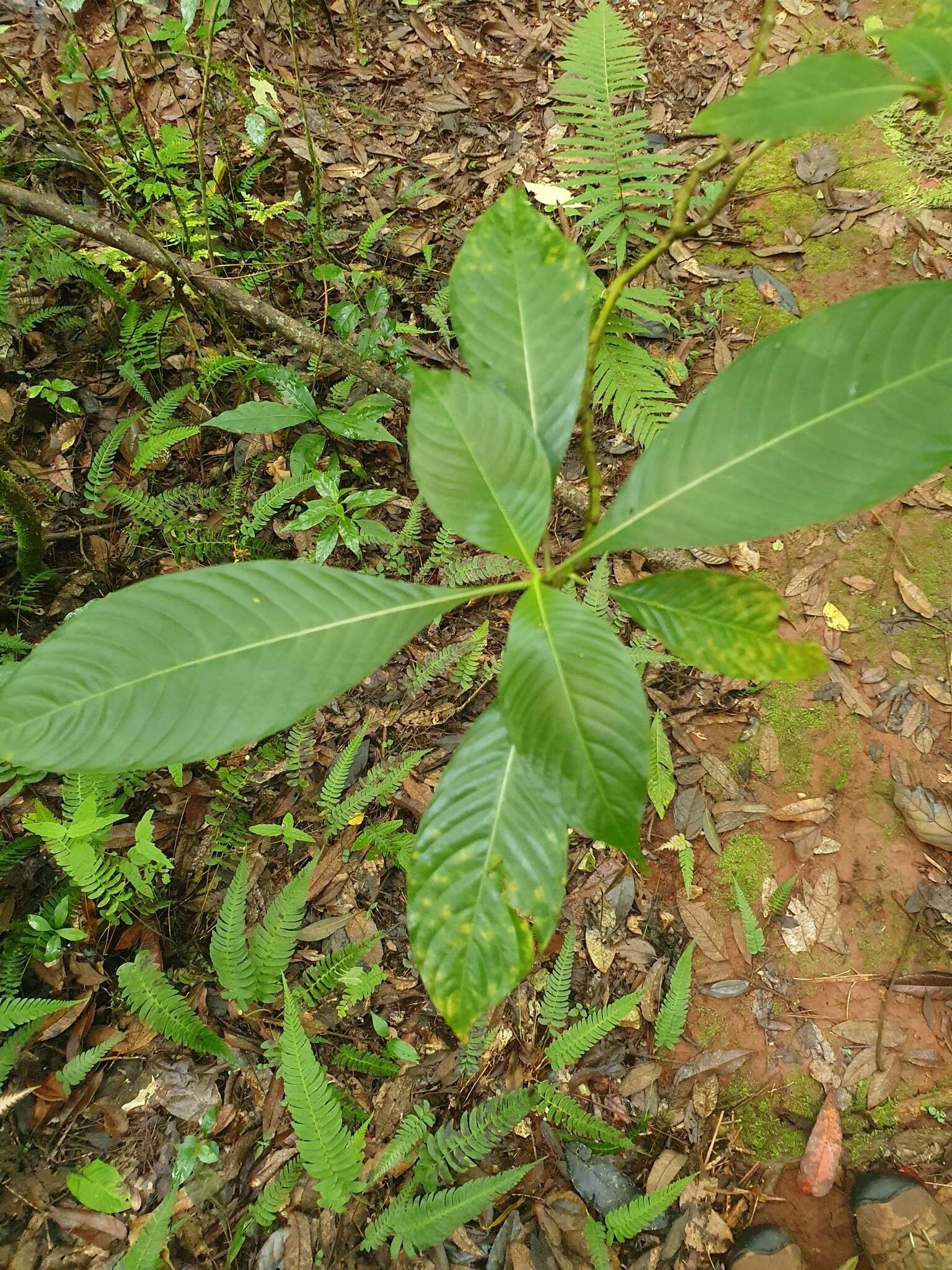 Image de Psychotria grandis Sw.