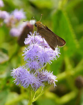 Image of Long-windged Skipper