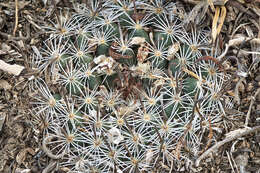 Image of Mammillaria weingartiana Boed.