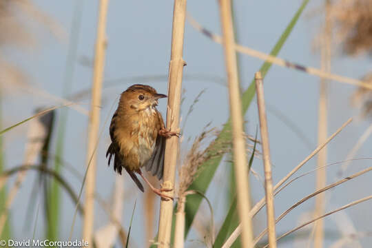 Image of Golden-headed Cisticola