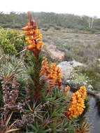 Image of Richea scoparia Hook. fil.