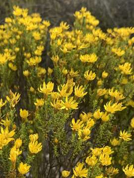 Image of Oedera sedifolia (DC.) A. A. Anderberg & K. Bremer