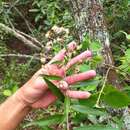 Plancia ëd Moquiniastrum polymorphum subsp. ceanothifolium (Less.) G. Sancho