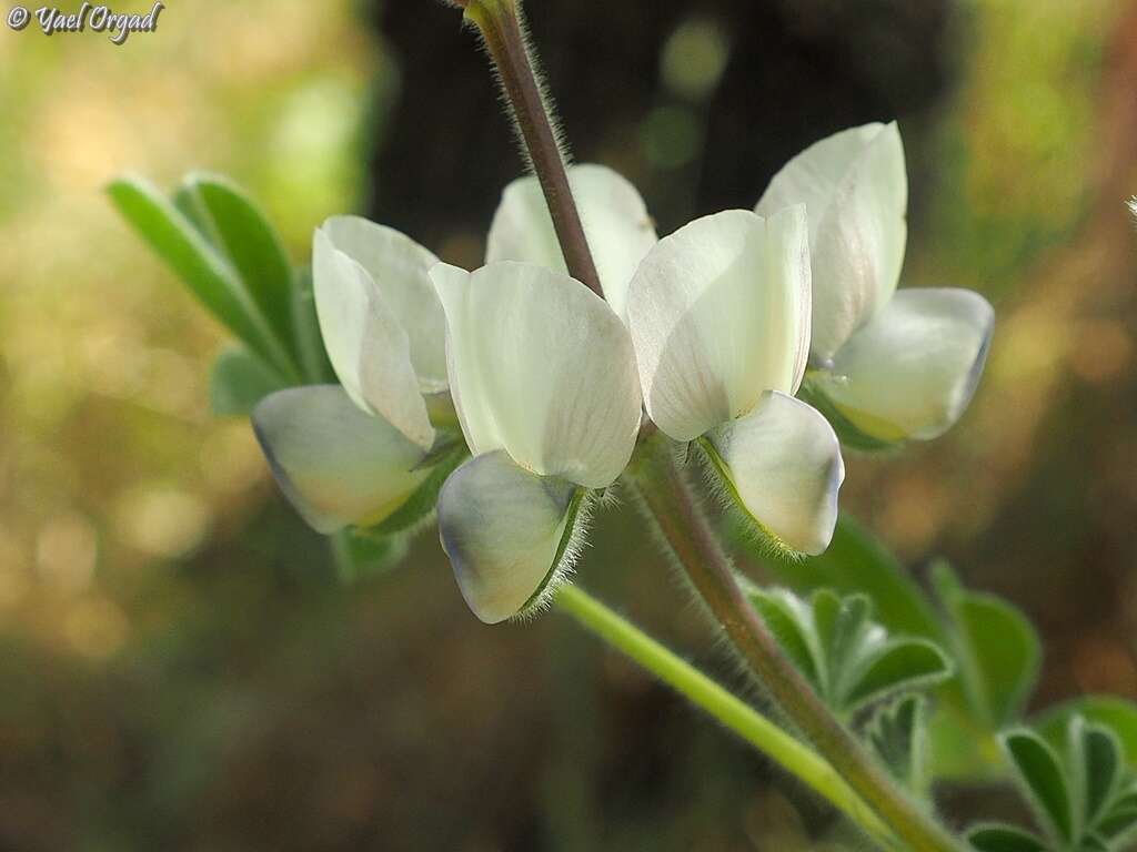 Image of Lupinus palaestinus Boiss.