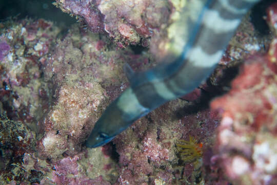 Image of Ash-colored conger eel