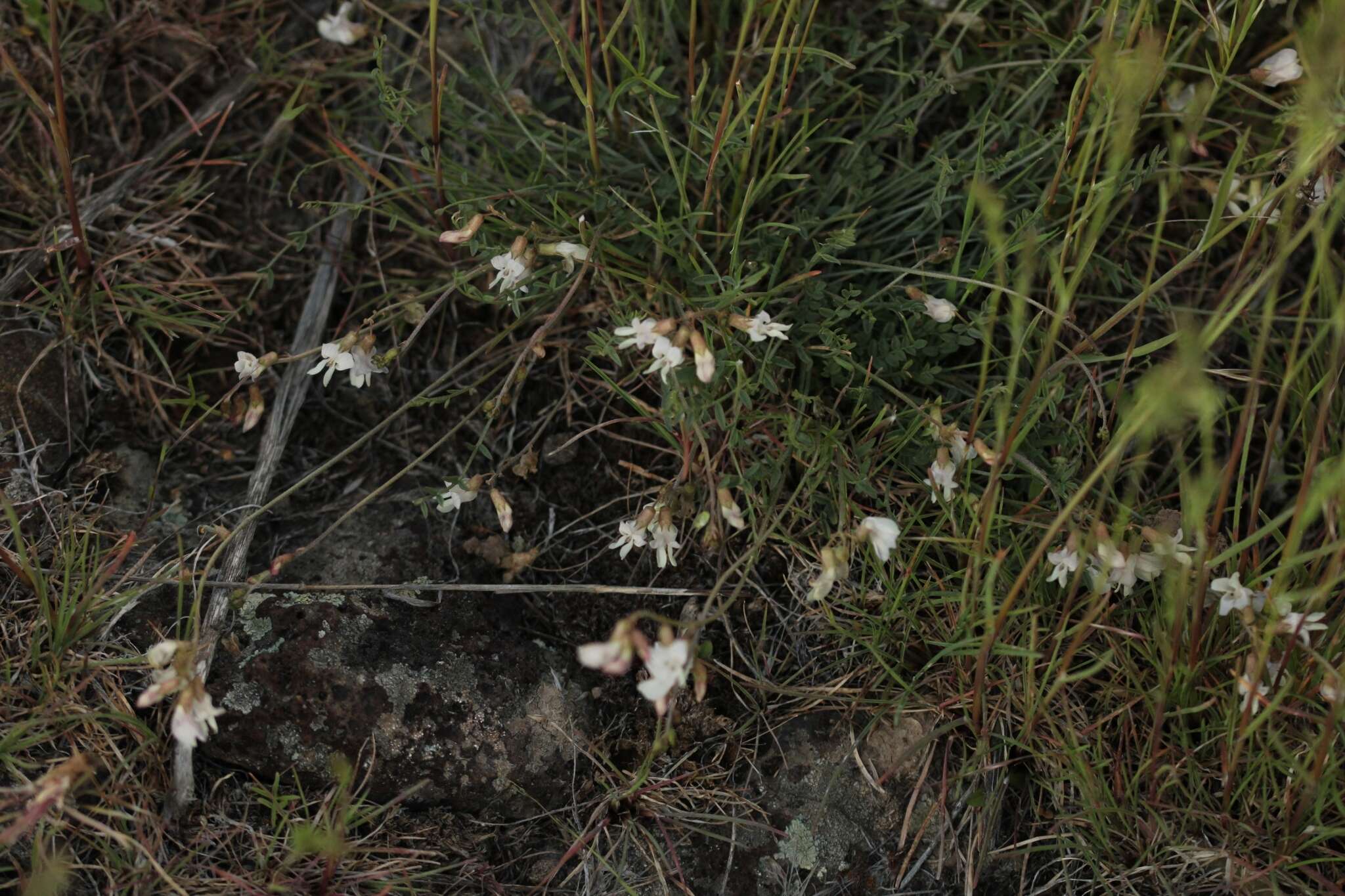 Imagem de Astragalus atratus var. inseptus Barneby