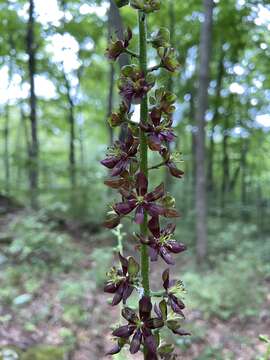 Sivun Veratrum woodii J. W. Robbins ex Alph. Wood kuva