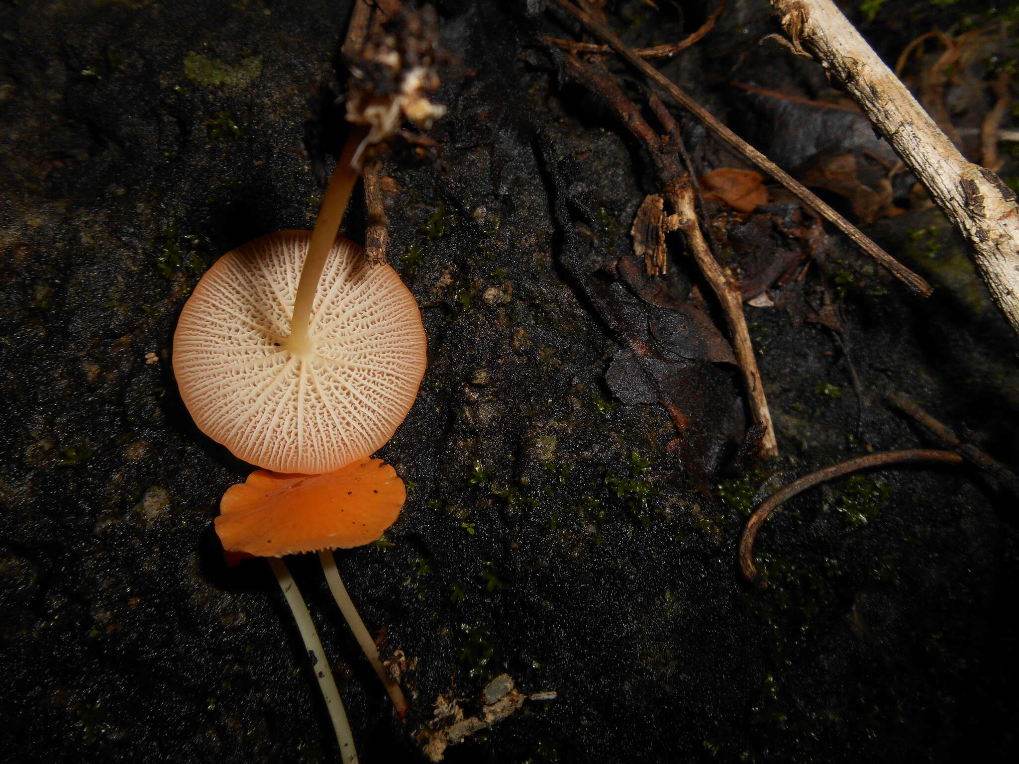 Image of Marasmius cladophyllus Berk. 1856