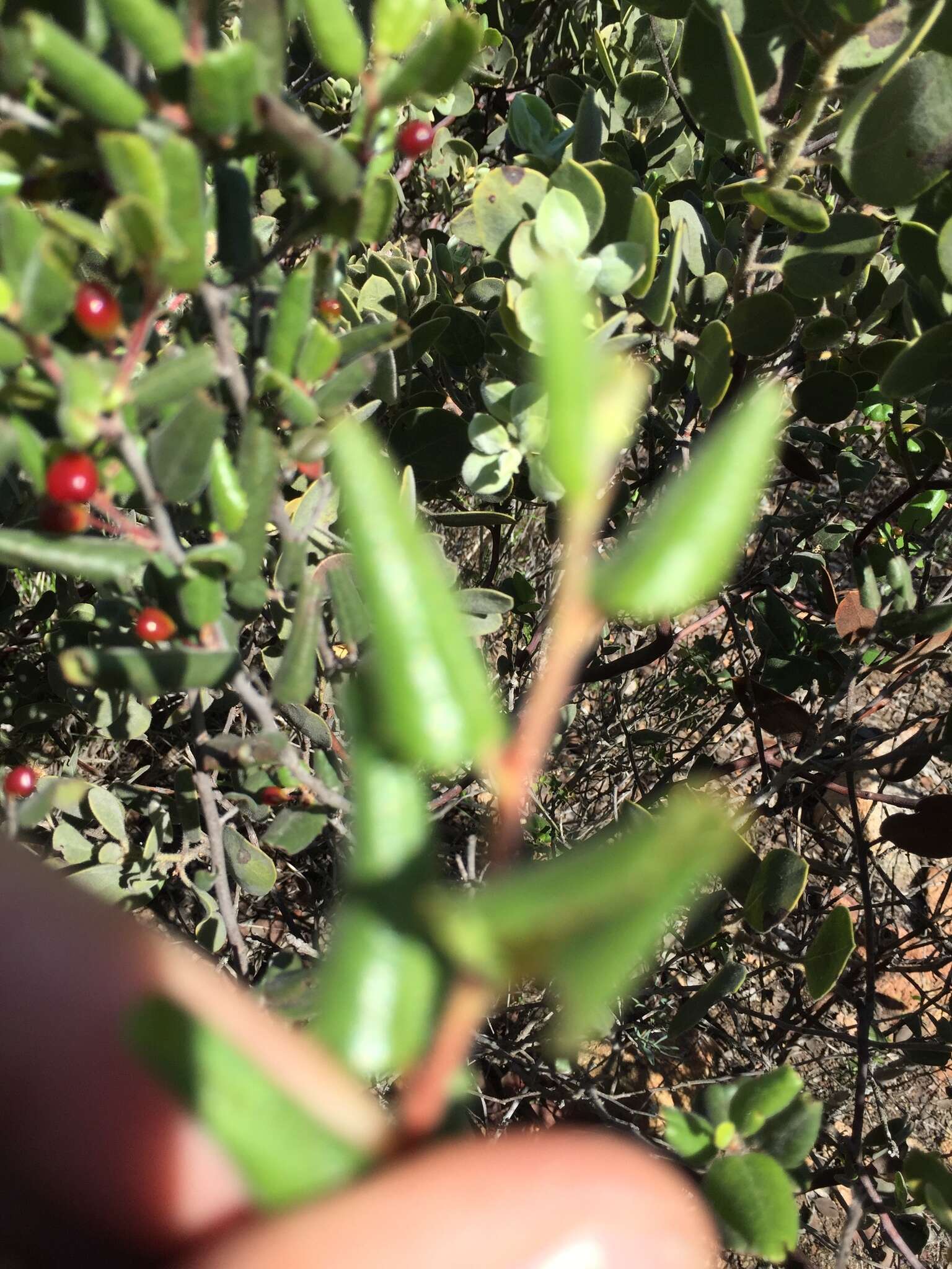 Image of hollyleaf buckthorn