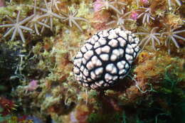 Image of Lumpy black and grey slug