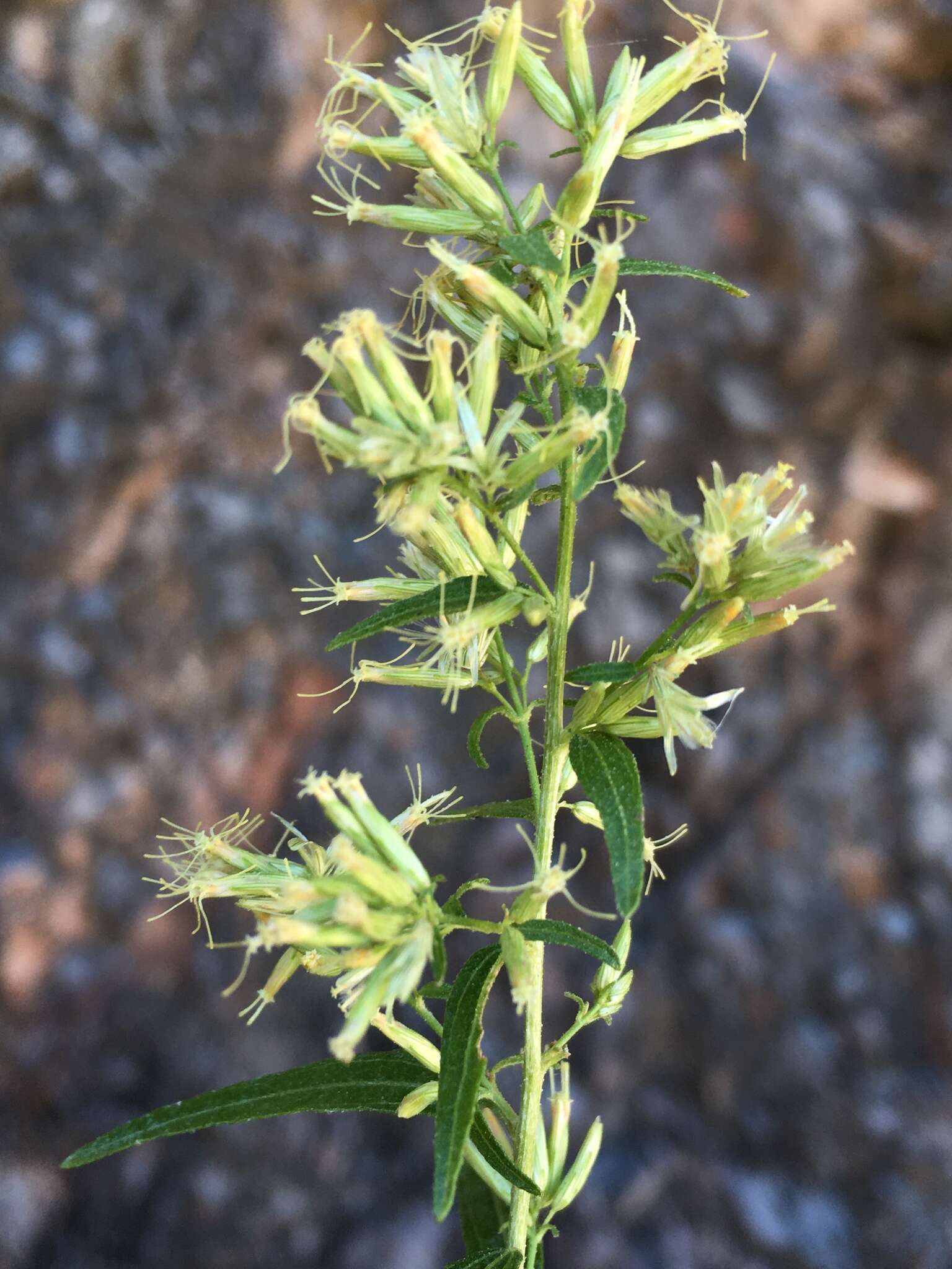 Imagem de Brickellia longifolia var. multiflora (Kellogg) A. Cronq.