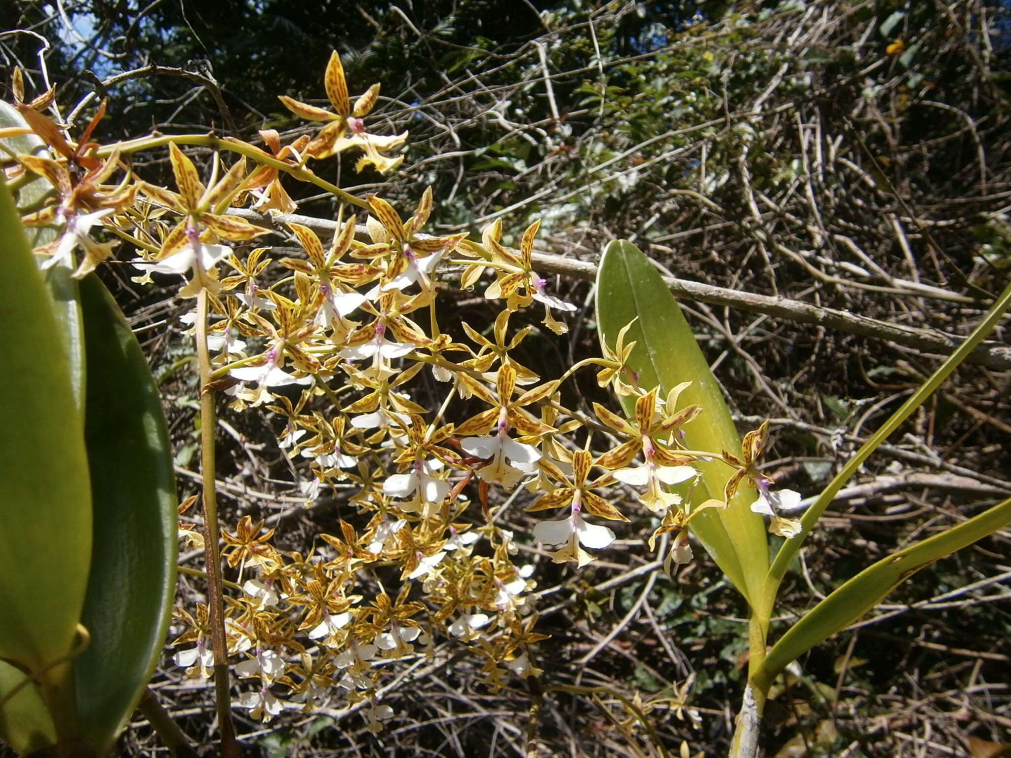 Image of Mr. Stamford’s Epidendrum