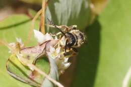 Image of Halictus farinosus Smith 1853