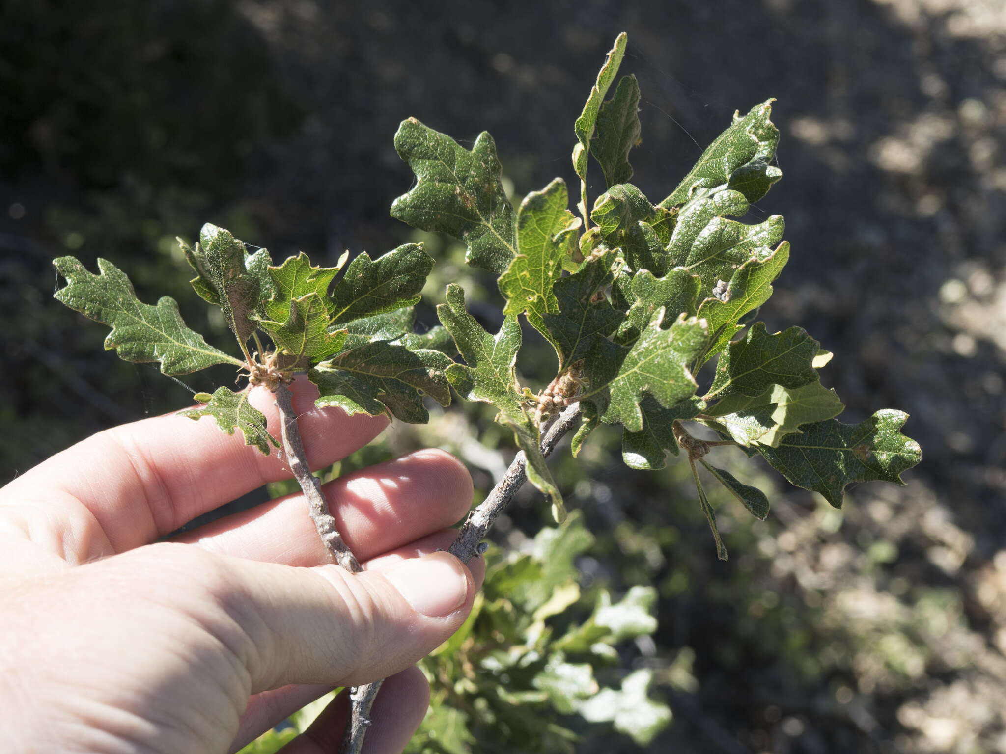 Image of Oregon white oak