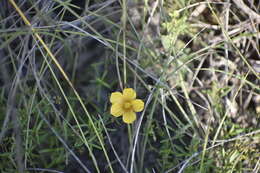 Imagem de Linum alatum (Small) H. J. P. Winkl.