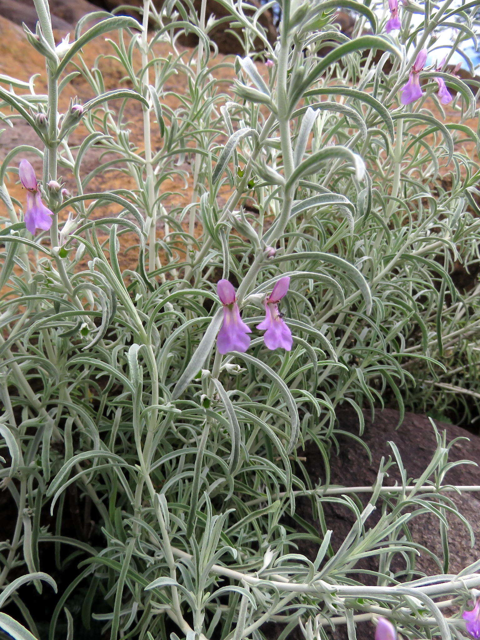 Слика од Stachys linearis Burch. ex Benth.