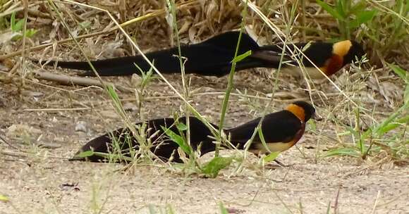 Image of Eastern Paradise-whydah