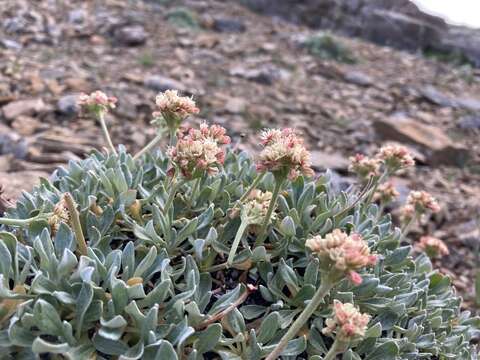 Image of rockjasmine buckwheat